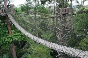 Bukit Bangkirai Wisata Kalimantan timur