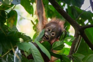 Taman Nasional Kutai wisata di kalimantan timur